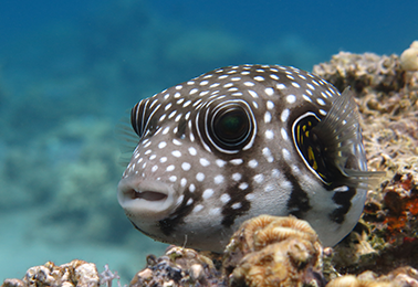 ~/Root_Storage/AR/EB_List_Page/dive_centers.png